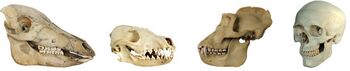 Evolution, Beispiel: Wildschwein, Hund, Gorilla, Mensch